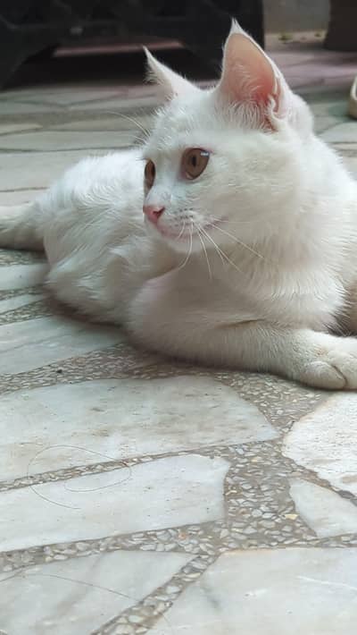Persian male with yellow eyes