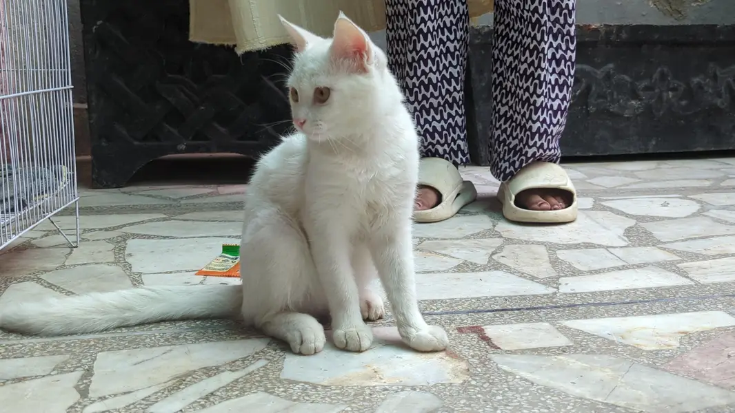 Persian male with yellow eyes — photo 2