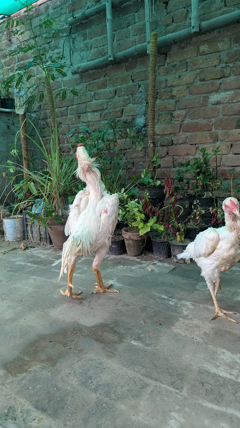 German 0 shamo breeder pair — photo 2