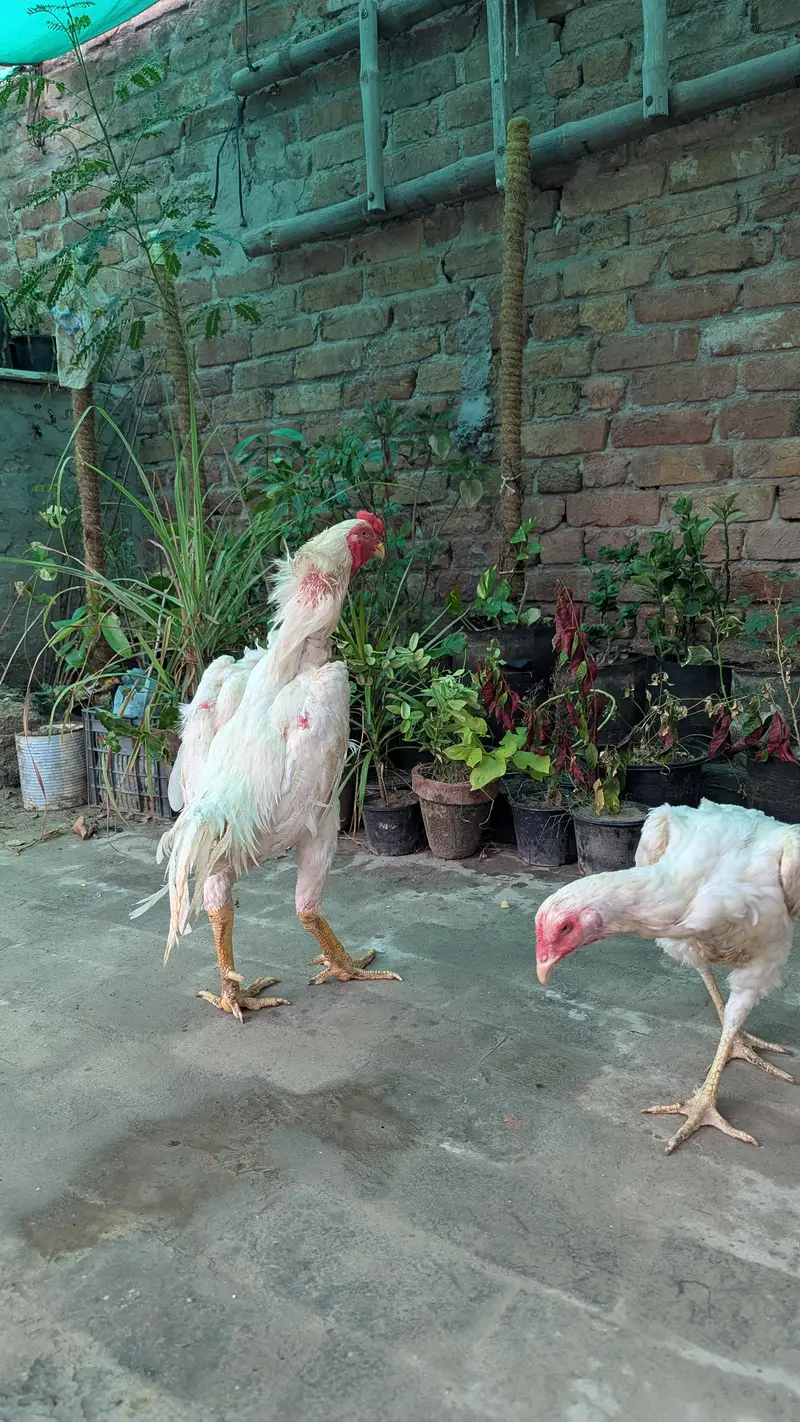 German 0 shamo breeder pair — photo 3