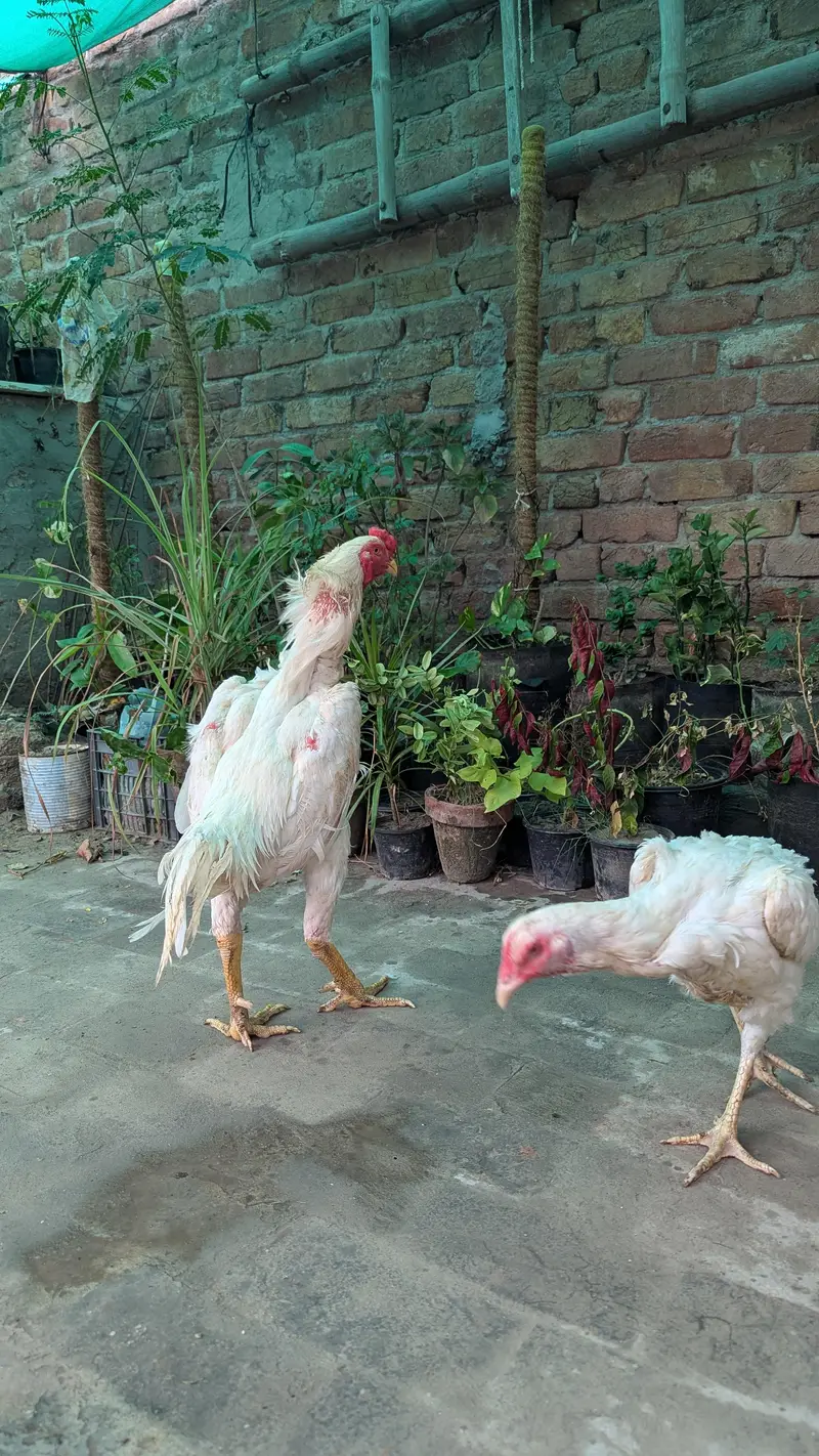 German 0 shamo breeder pair — photo 4