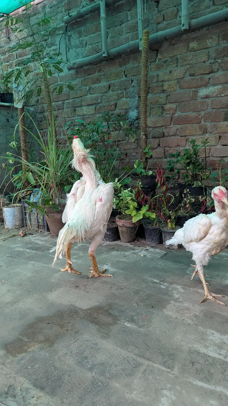 German 0 shamo breeder pair — photo 5