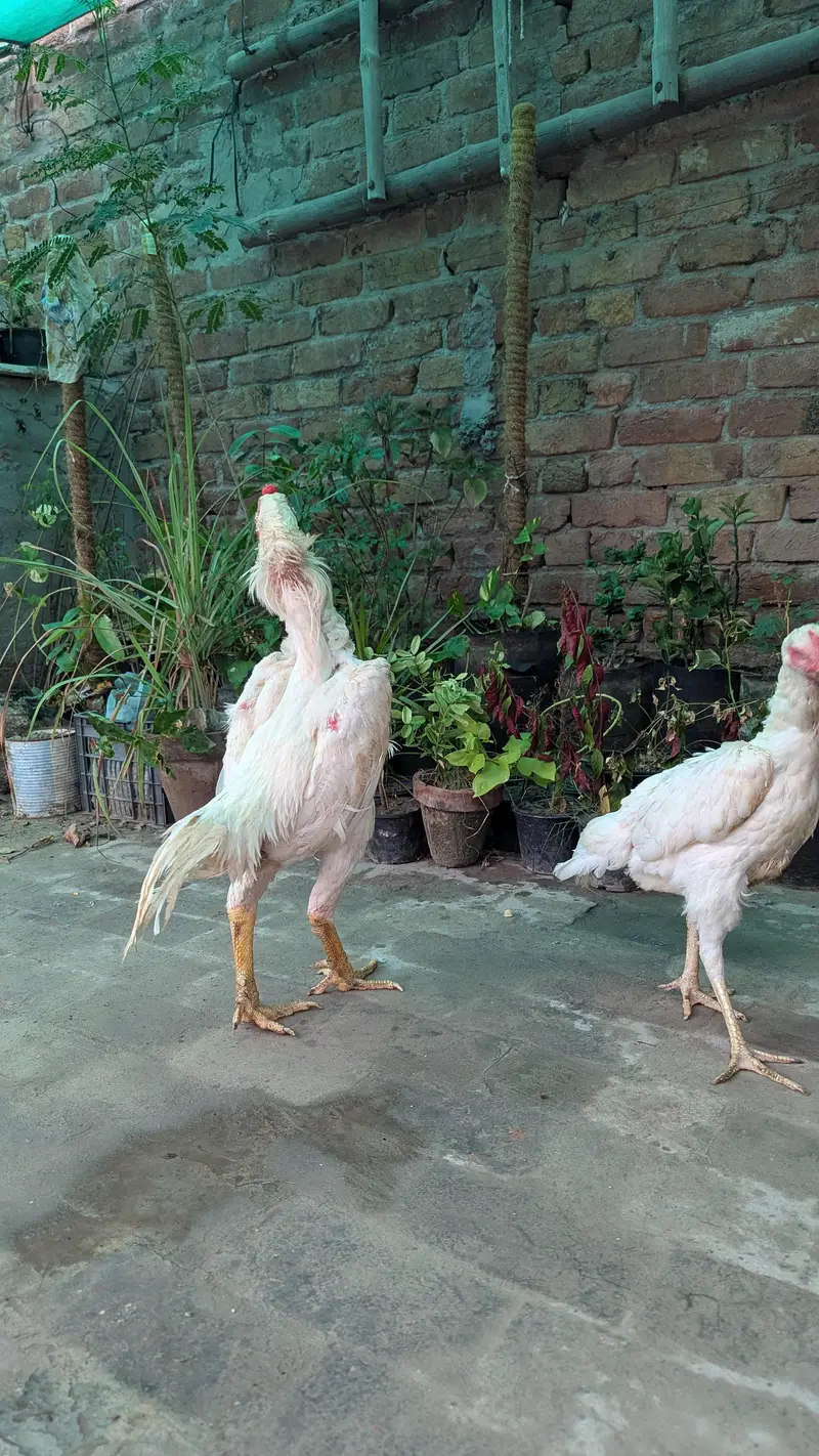 German 0 shamo breeder pair — photo 8