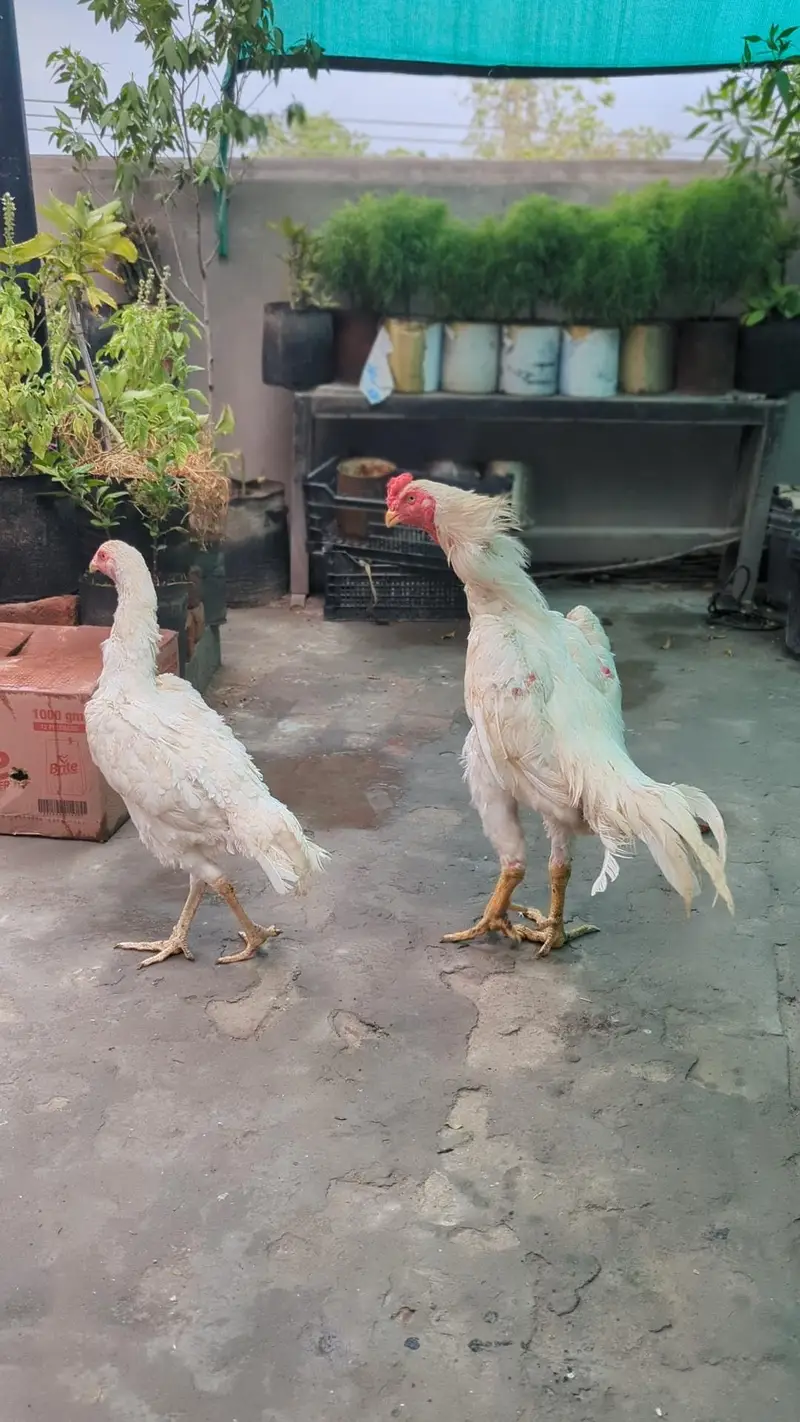 German 0 shamo breeder pair — photo 10