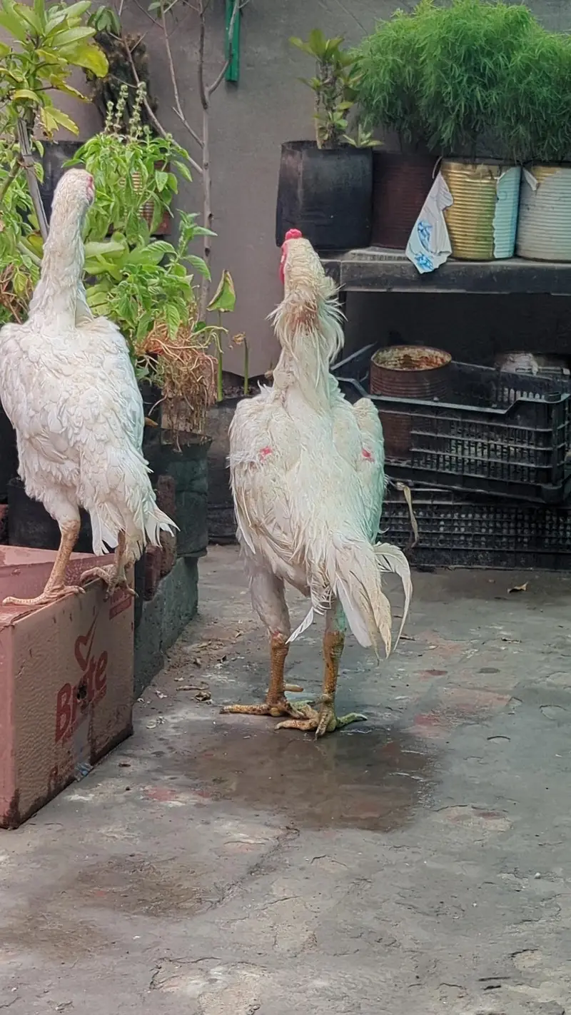 German 0 shamo breeder pair — photo 12