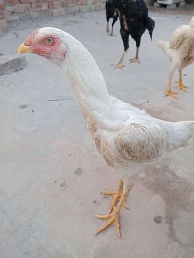 Shamo Breeder Female