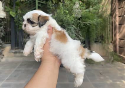 MALE SHIHTZU PUPPY FOR SALE shizu shitzu