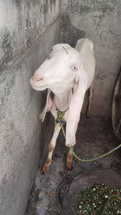 bakri