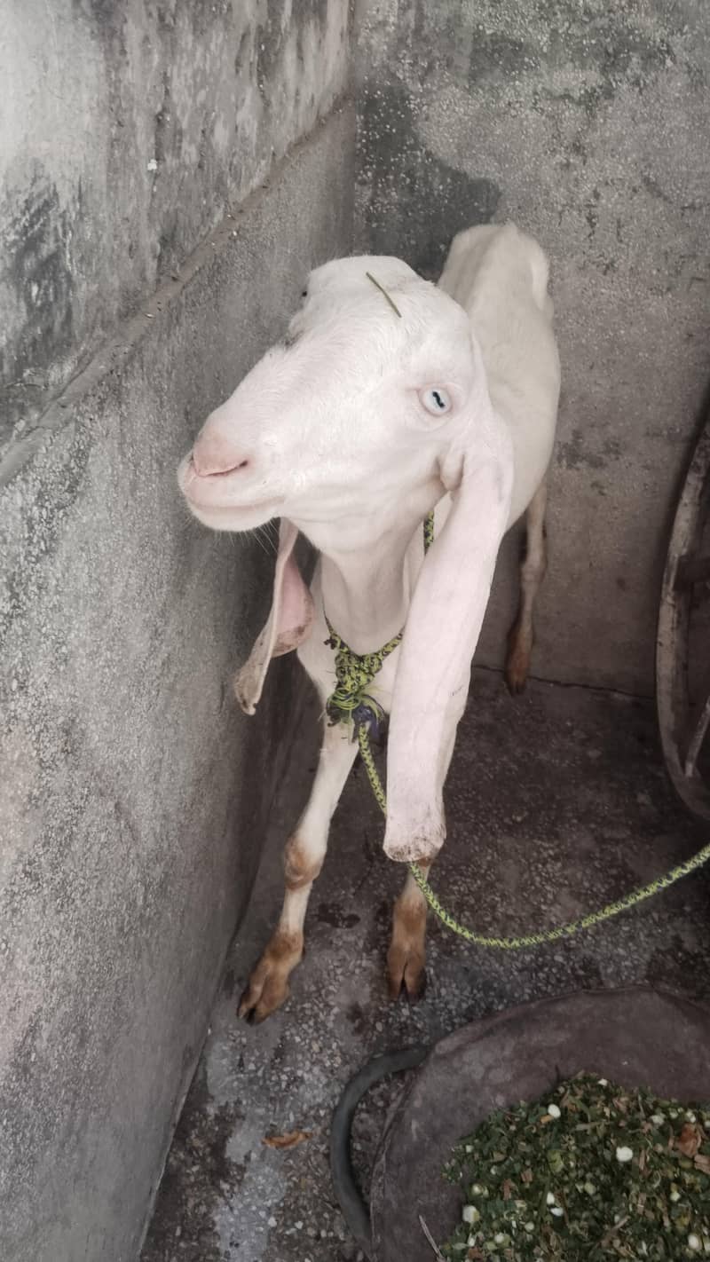 bakri 0