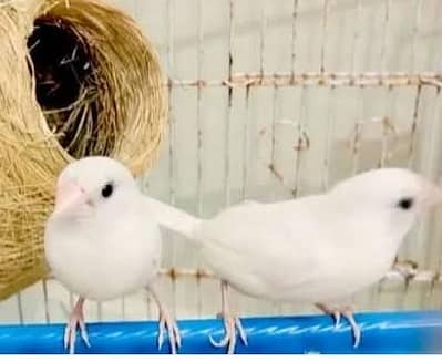 white Banglies Breeder pair