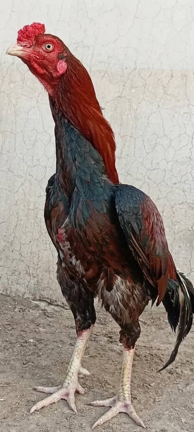 Mianwali Male + Thai Female breeder Pair For Sale . Egg laying