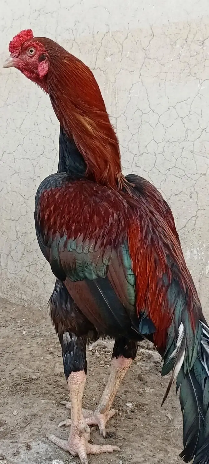 Mianwali Male + Thai Female breeder Pair For Sale . Egg laying — photo 2