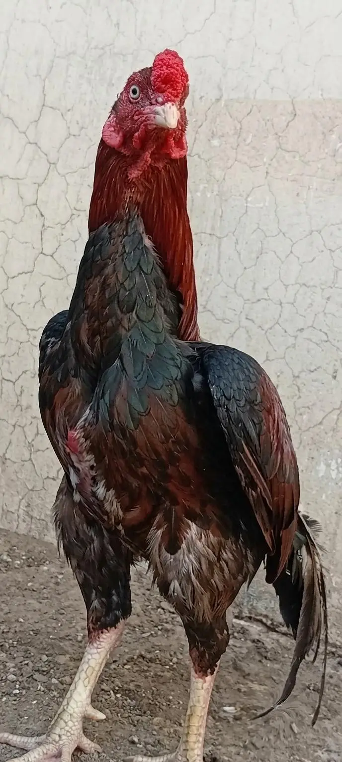 Mianwali Male + Thai Female breeder Pair For Sale . Egg laying — photo 3