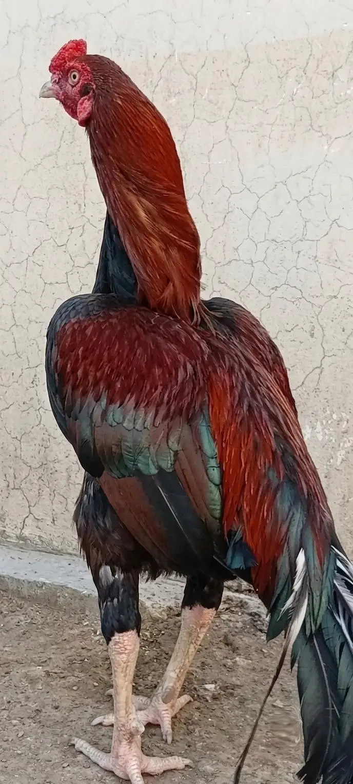Mianwali Male + Thai Female breeder Pair For Sale . Egg laying — photo 4