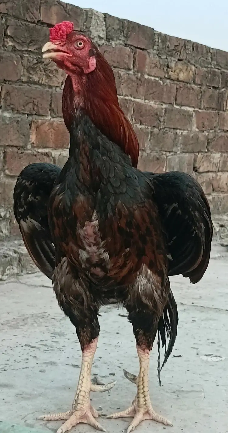 Mianwali Male + Thai Female breeder Pair For Sale . Egg laying — photo 5