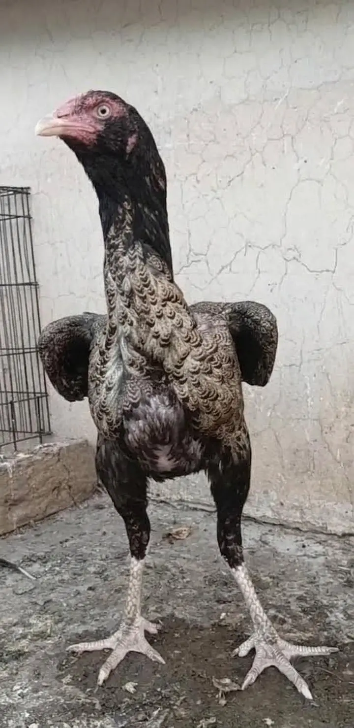 Mianwali Male + Thai Female breeder Pair For Sale . Egg laying — photo 6