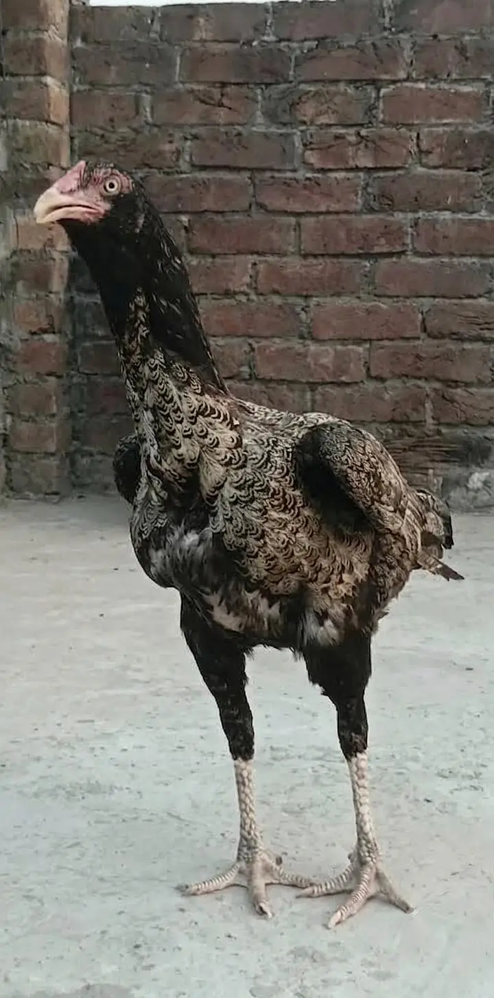 Mianwali Male + Thai Female breeder Pair For Sale . Egg laying — photo 7