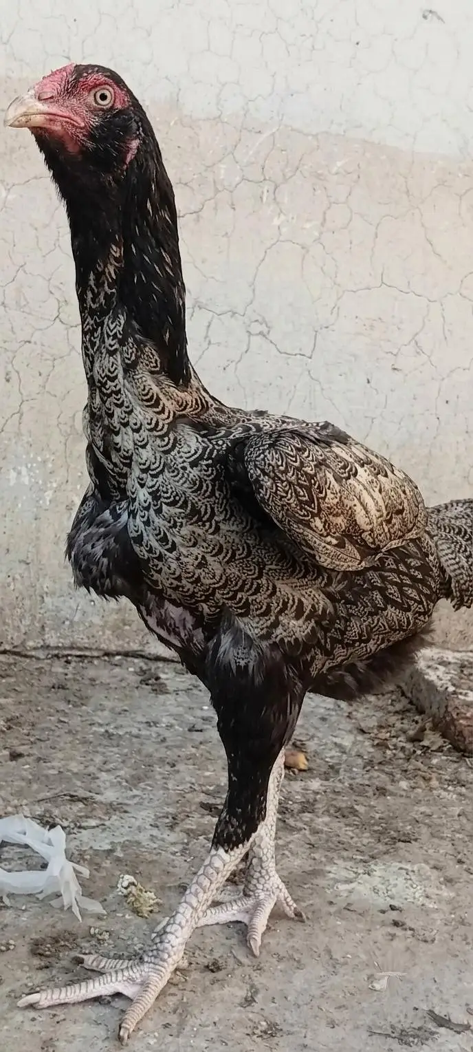 Mianwali Male + Thai Female breeder Pair For Sale . Egg laying — photo 10