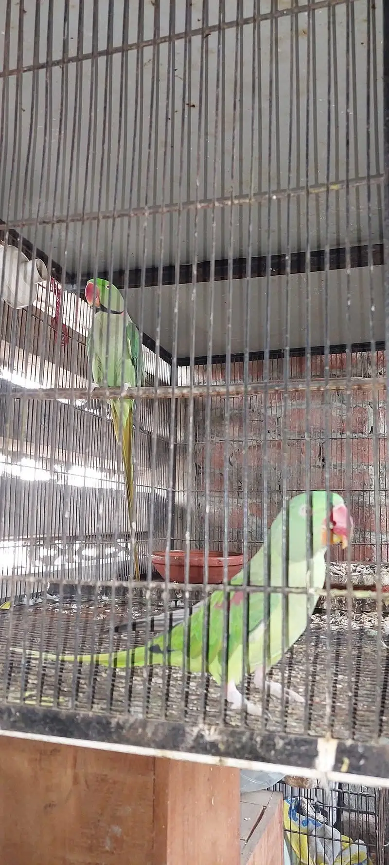 raw parrot pair — photo 2