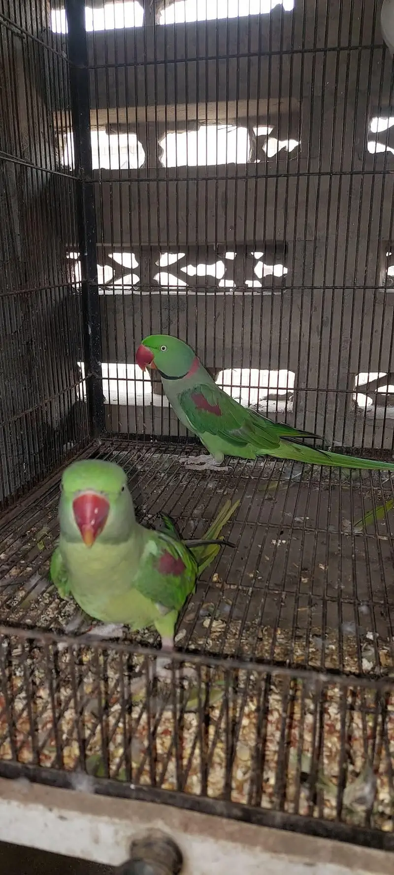 raw parrot pair — photo 3