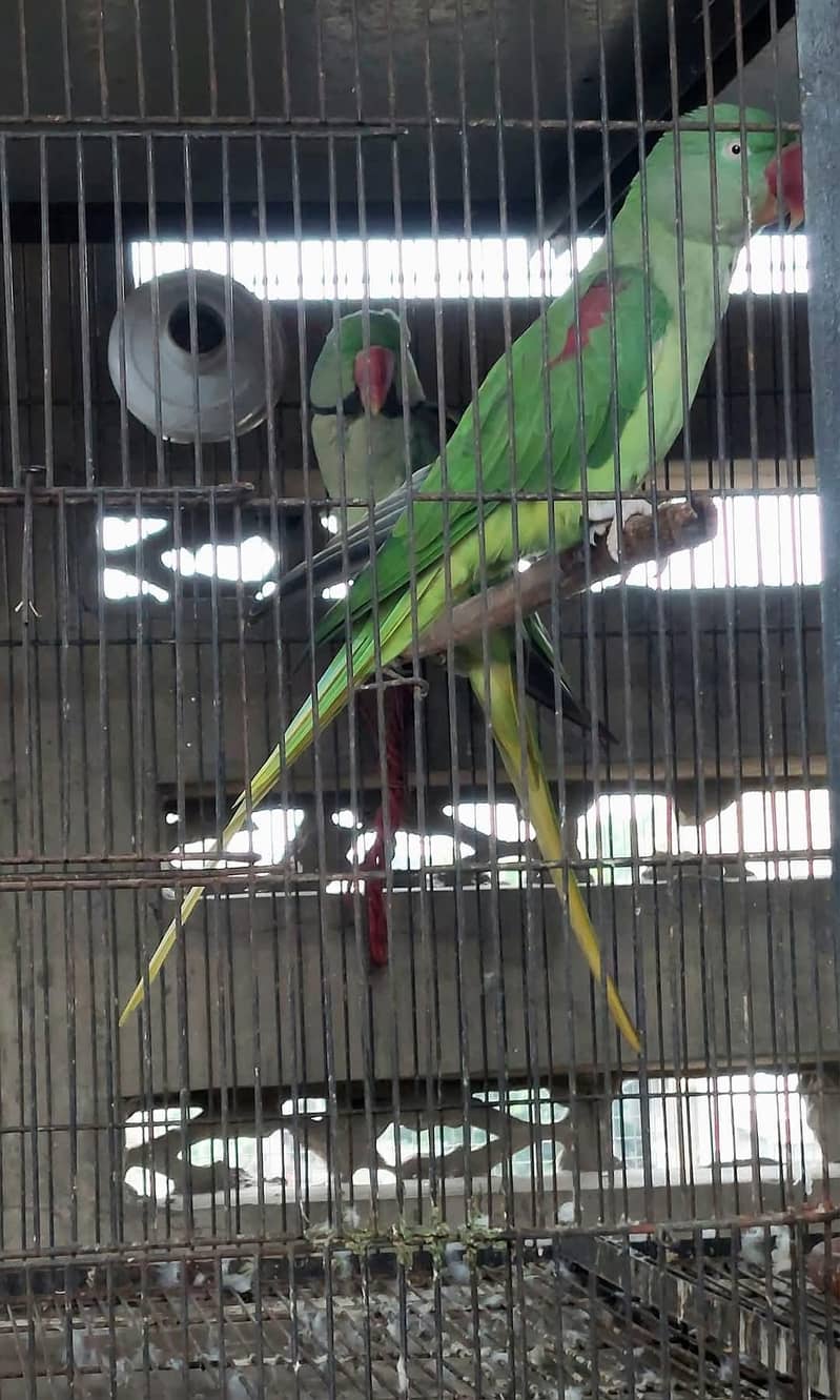 raw parrot pair 3