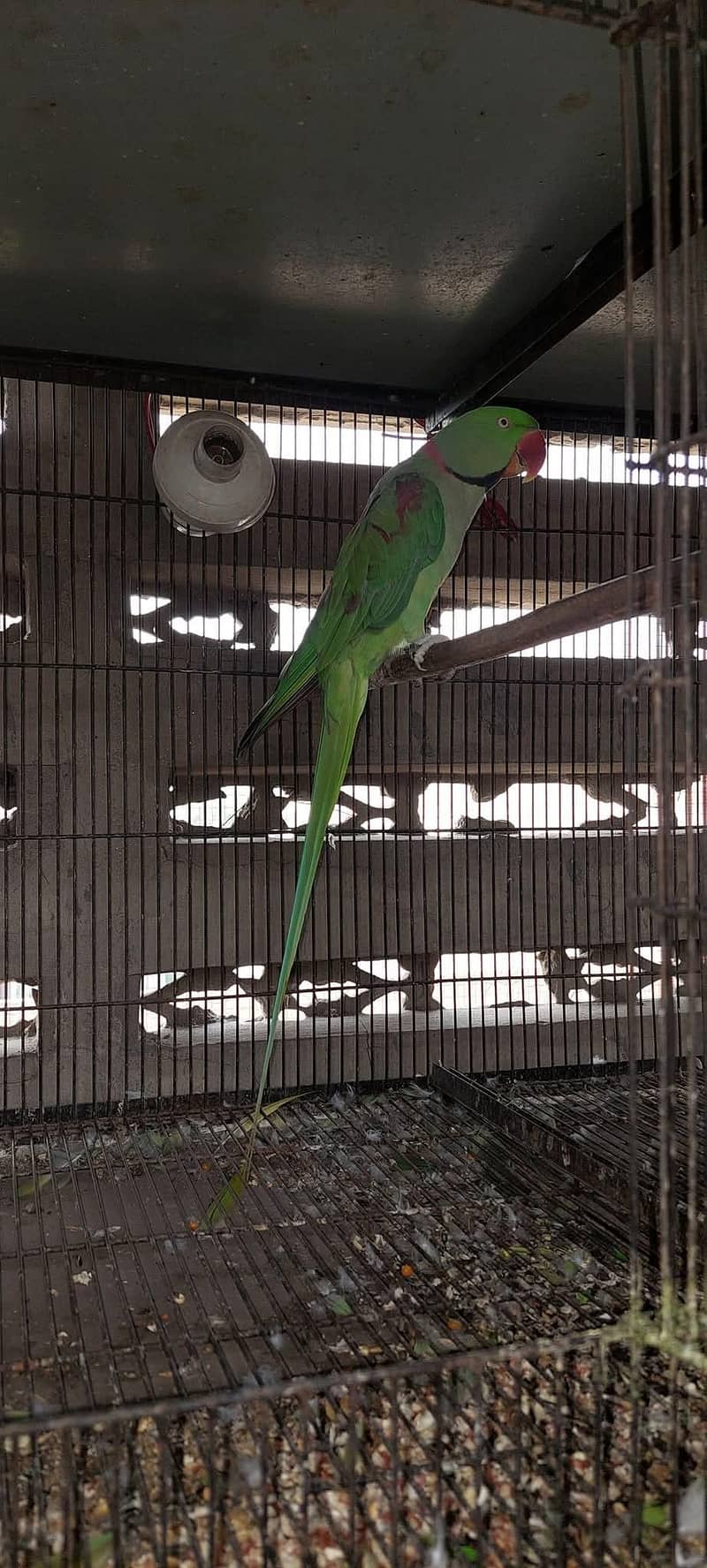 raw parrot pair 4