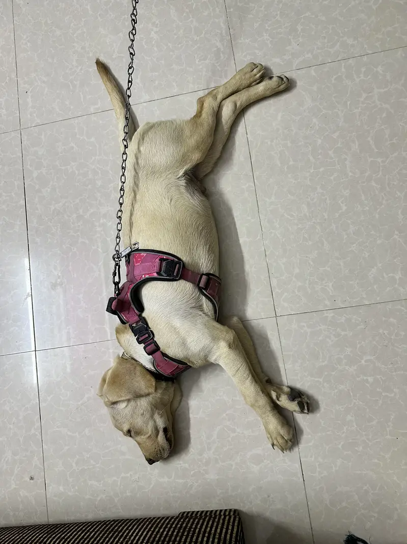 4 Months Labrador — photo 2