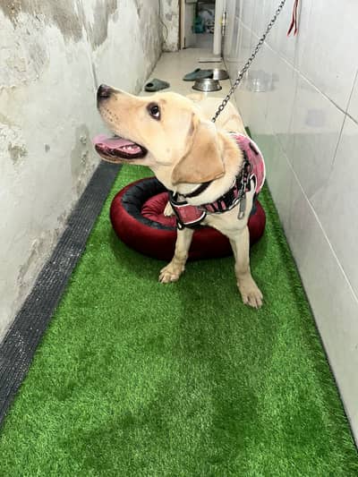 4 Months Labrador