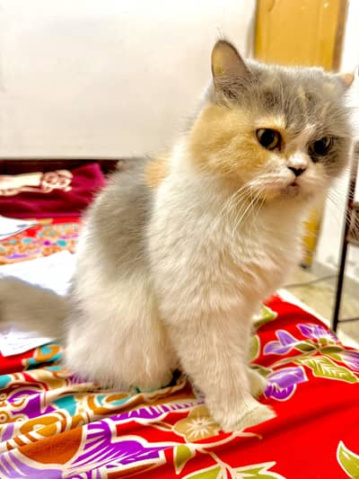 Female cat