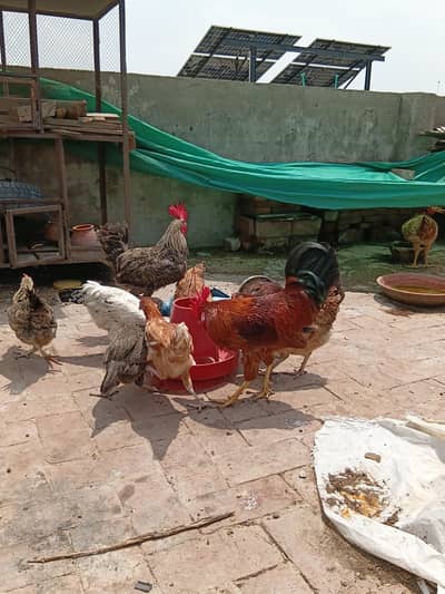 Desi murga or desi murgi read add