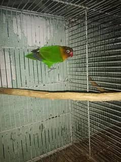 Fisher Breeder Male