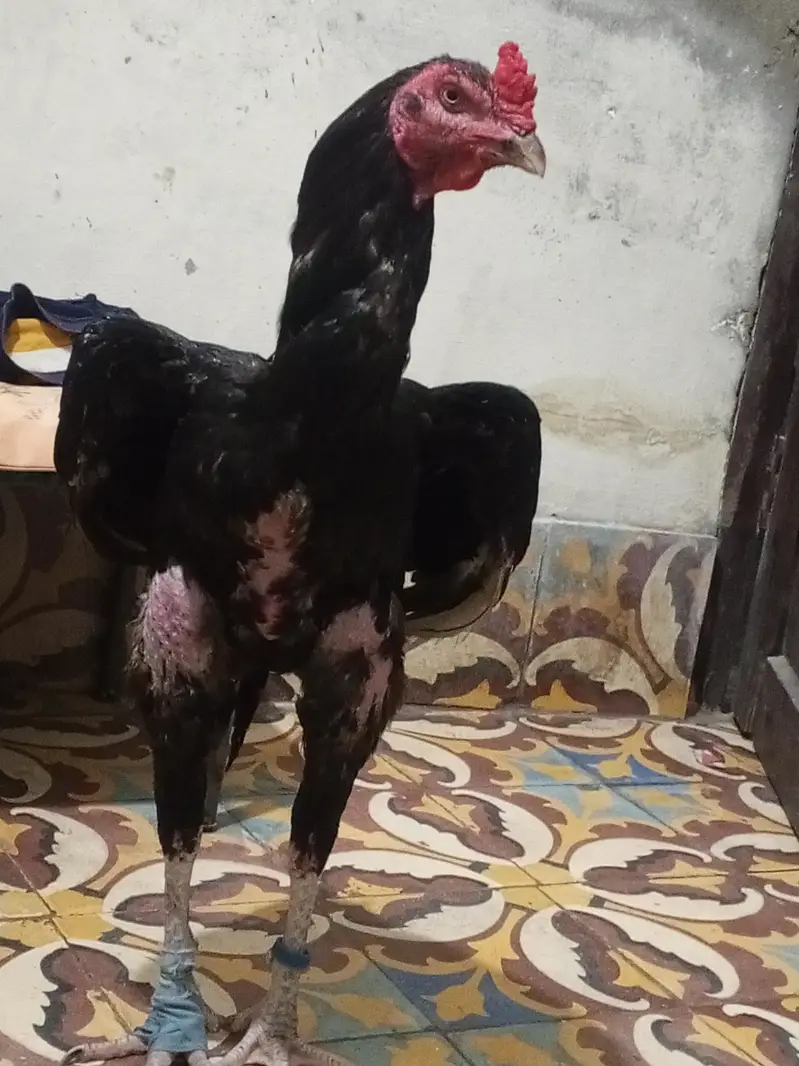 pure kmalya breed old blood male available — photo 2