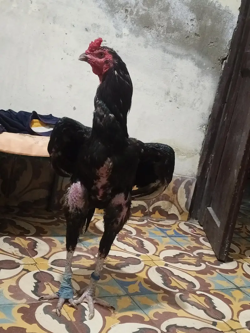 pure kmalya breed old blood male available — photo 3