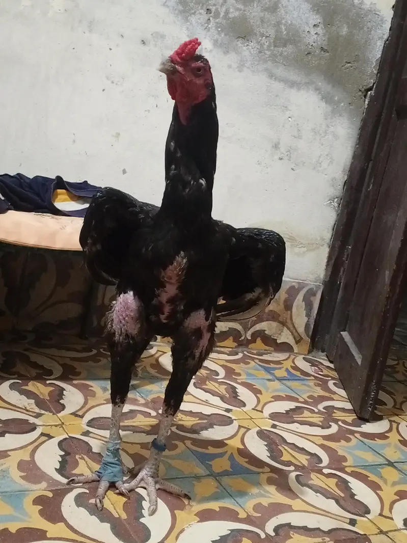 pure kmalya breed old blood male available — photo 4