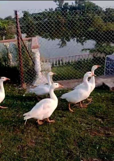 Goose For Sale