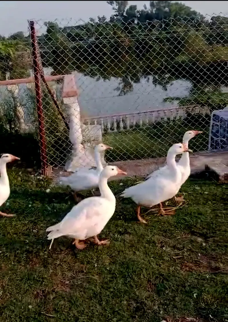 Goose For Sale