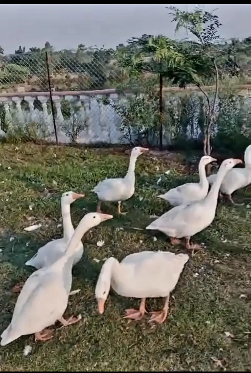 Goose For Sale — photo 2