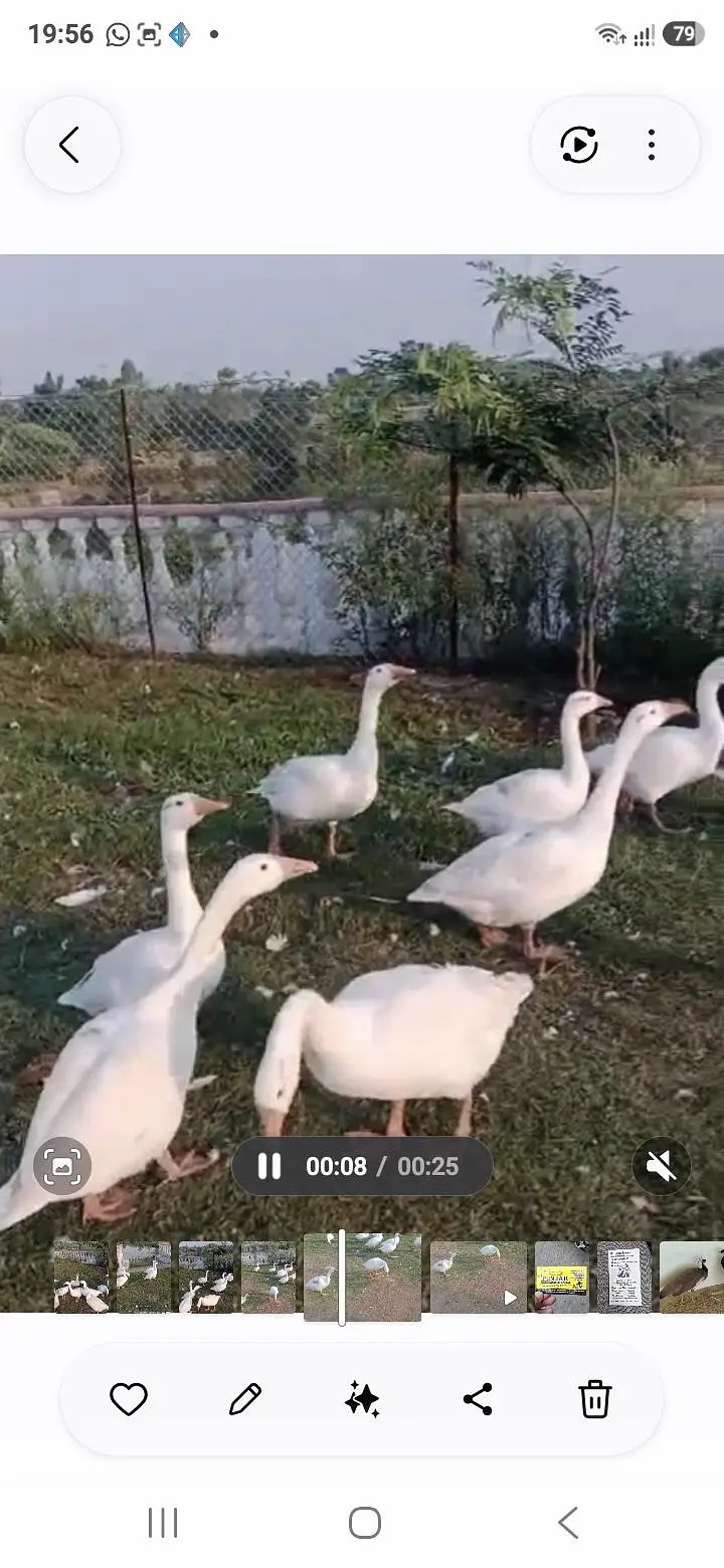 Goose For Sale — photo 3