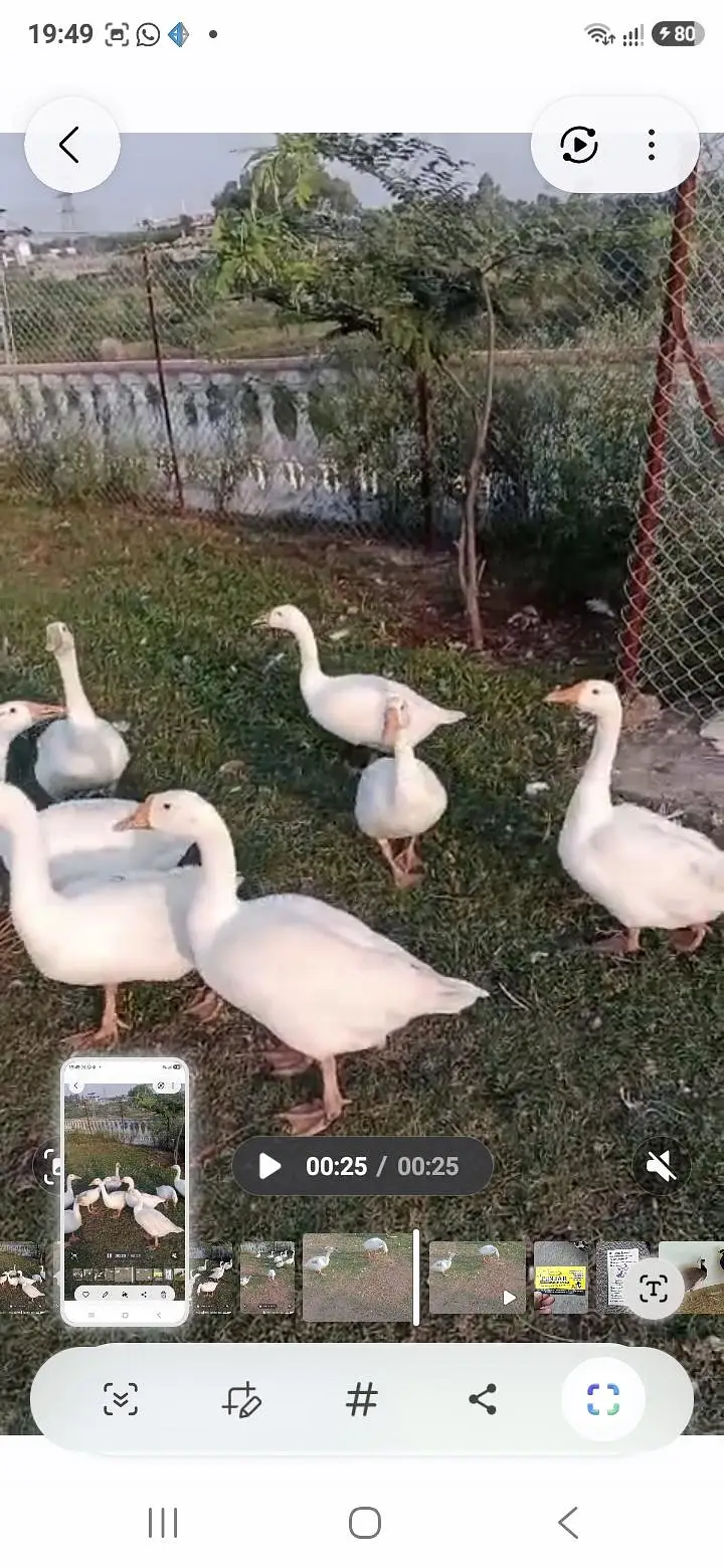 Goose For Sale — photo 4