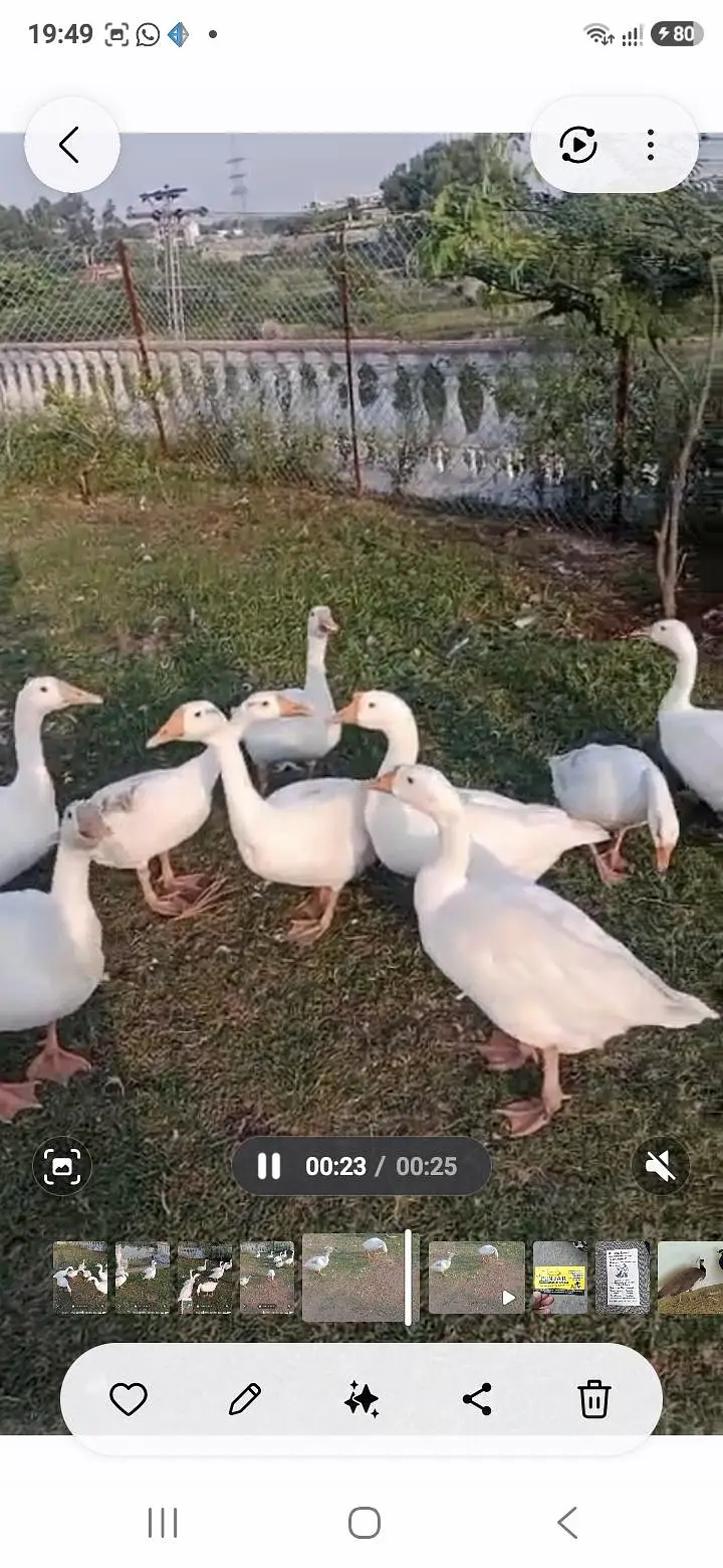 Goose For Sale — photo 5