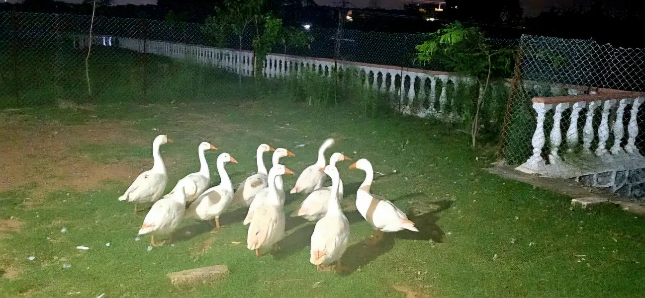 Goose For Sale — photo 6