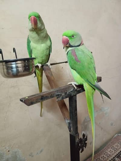 Raw parrot stand in new condition