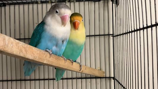 Lovebirds pair