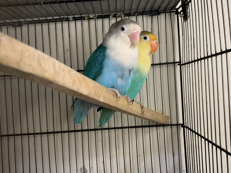 Lovebirds pair — photo 3