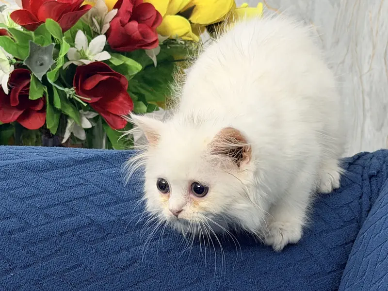 Female Kitten Persian 40-42 Days, Very Healthy And Playingful — photo 2