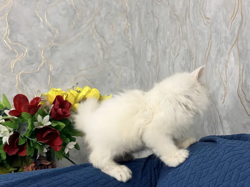 Female Kitten Persian 40-42 Days, Very Healthy And Playingful — photo 3
