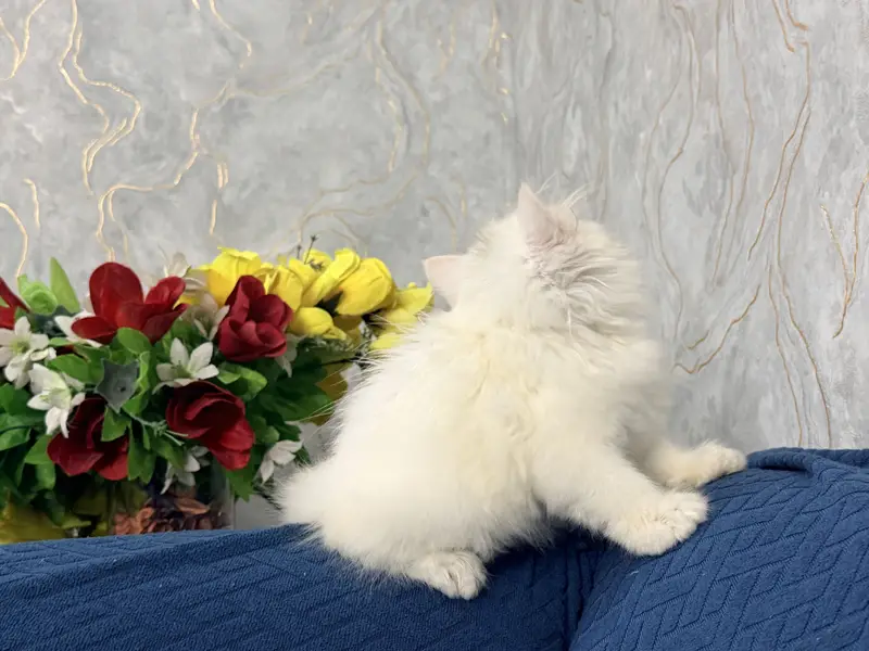 Female Kitten Persian 40-42 Days, Very Healthy And Playingful — photo 6