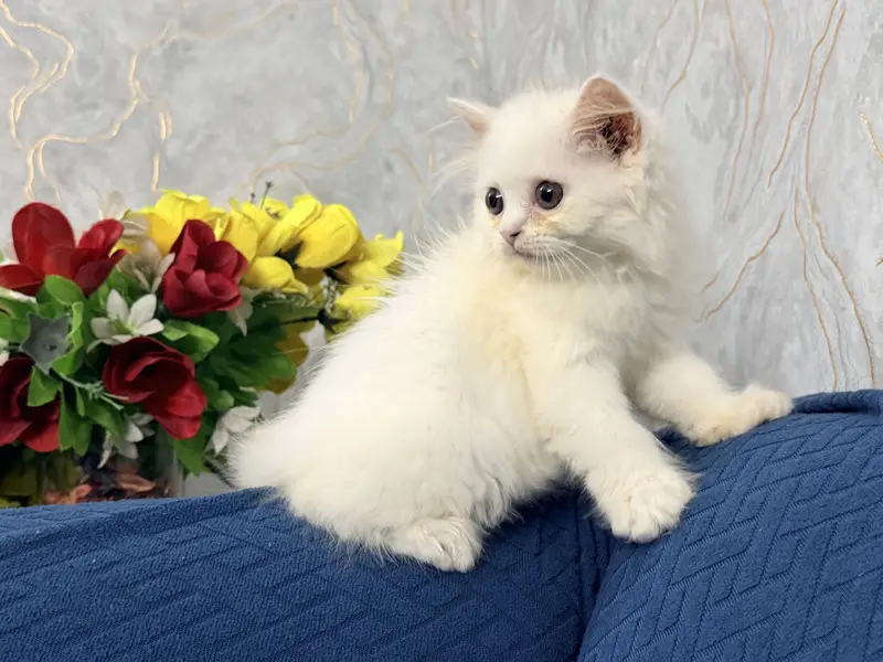 Female Kitten Persian 40-42 Days, Very Healthy And Playingful — photo 7