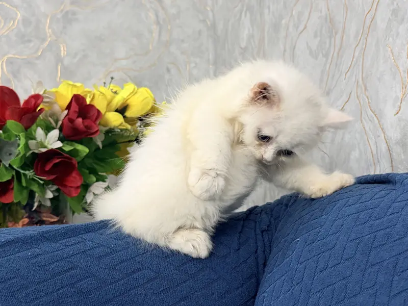 Female Kitten Persian 40-42 Days, Very Healthy And Playingful — photo 8