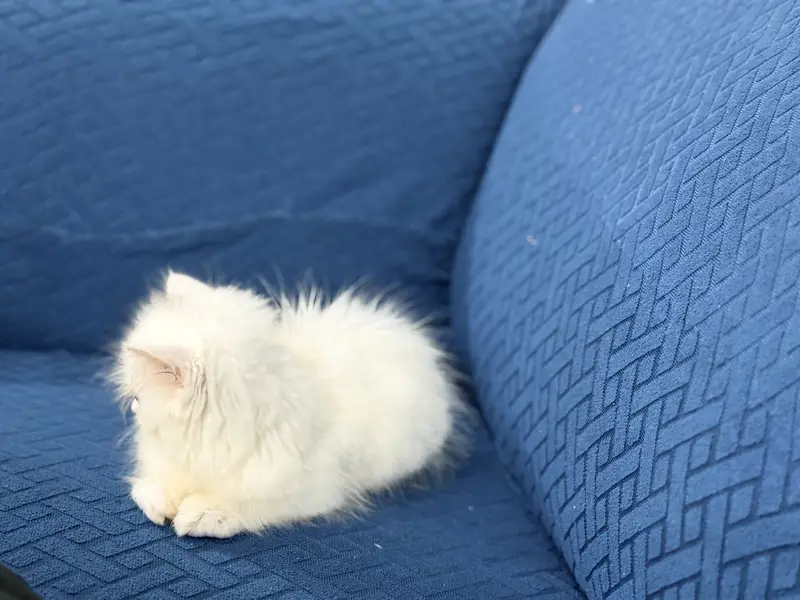 Female Kitten Persian 40-42 Days, Very Healthy And Playingful — photo 10